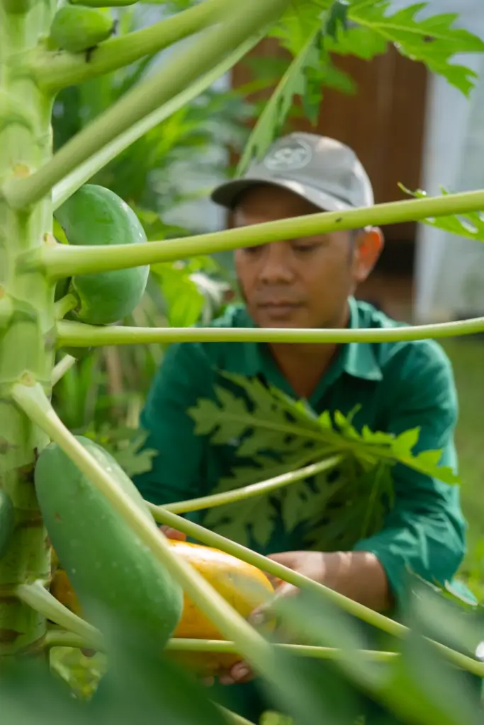 eco-friendly agriculture